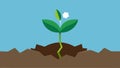 Seedling Breaking Ground A small seedling breaking through the soil representing new beginnings and the potential for Royalty Free Stock Photo