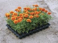 seedling cassette with lots orange marigold daisieas for planting