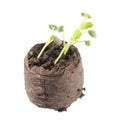 Seedling of common sage Salvia officinalis with two green cotyledon and small truein leaves in clod of soil isolated on white