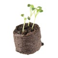 Seedling of common sage with two green cotyledon and small truein leaves in clod of soil isolated on white