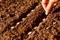 Seedling concept by human hand, Human seeding bean in soil. Royalty Free Stock Photo