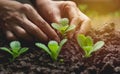 Seedling concept by human hand, Human seeding seed Royalty Free Stock Photo