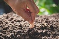 Seedling concept by human hand, Human seeding seed in soil Royalty Free Stock Photo