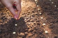 Seedling concept by human hand, Human seeding seed in soil Royalty Free Stock Photo
