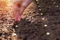 Seedling concept by human hand, Human seeding seed in soil Royalty Free Stock Photo