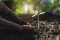 Seedling concept by human hand with young tree on nature background