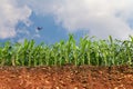 Seedling corn field on red lateritic soil cross section with plane Royalty Free Stock Photo