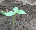 seedling cucumber growing in a greenhouse. vegetable garden crop plants, horticulture, small green leaves. Royalty Free Stock Photo