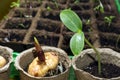 Seedling of a dicot plant and germinating bulb of a gladiolus in a peat pots on a windowsill