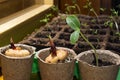 Seedling of a dicot plant and germinating bulbs of a gladiolus in a peat pots on a windowsill