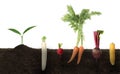 Seedling and different root vegetables growing in soil against white background Royalty Free Stock Photo