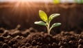 A seedling emerges from the soil to greet the sun Royalty Free Stock Photo