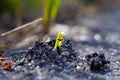 Seedling Emerges Through Tarmac