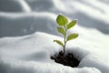 A seedling emerging through snow, symbolizing the perseverance of life in the face of harsh conditions. Generative AI illustration