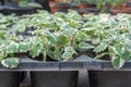 Seedling flower coleus amboinicus variegatus in flowerpots in glasshouse.