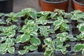 Seedling flower coleus amboinicus variegatus in flowerpots in glasshouse.