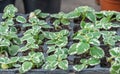 Seedling flower coleus amboinicus variegatus in flowerpots in glasshouse.