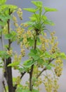 Flowering bush of red currant Royalty Free Stock Photo