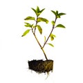 Seedling of fresh basil with roots is isolated on white background