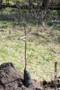 Seedling fruit tree near landing pit