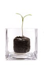 Seedling in Glass Container Royalty Free Stock Photo