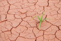 Seedling grass growing trough dry soil crack Royalty Free Stock Photo