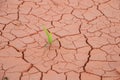 Seedling grass growing trough dry soil crack Royalty Free Stock Photo