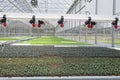 Seedling greenhouse watering system with diffusers Royalty Free Stock Photo