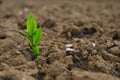 seedling in the ground in field.New life concept. Green sprout in dry cracked soil. Agriculture and farming concept Royalty Free Stock Photo