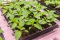 Seedling grow with Led plant Light in Farm greenhouse