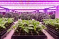 vertical farm Vertical agriculture indoor farm