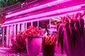 Led plant Light in vertical farm Vertical agriculture indoor farm light Royalty Free Stock Photo