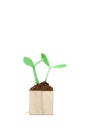 Seedling grow from wooden block