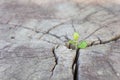 Seedling growing in the center trunk as a concept of new life Royalty Free Stock Photo