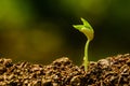 Seedling and growing Royalty Free Stock Photo