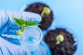 Seedling growing in petri dish in biotechnological laboratory.