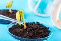 Seedling growing in petri dish in biotechnological laboratory.