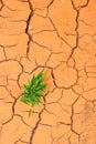 Seedling growing trough dry soil cracks Royalty Free Stock Photo