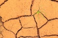 Seedling growing trough dry soil cracks Royalty Free Stock Photo