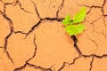 Seedling growing trough dry soil cracks Royalty Free Stock Photo