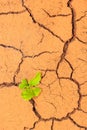 Seedling growing trough dry soil cracks Royalty Free Stock Photo