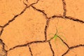 Seedling growing trough dry soil cracks Royalty Free Stock Photo