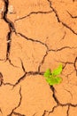 Seedling growing trough dry soil cracks Royalty Free Stock Photo