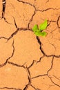 Seedling growing trough dry soil cracks Royalty Free Stock Photo