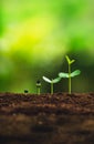 Seedling growth Planting trees Watering a tree Natural light Royalty Free Stock Photo