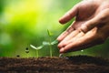 Seedling growth Planting trees Watering a tree Natural light Royalty Free Stock Photo