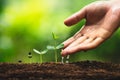 Seedling growth Planting trees Watering a tree Natural light Royalty Free Stock Photo