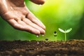 Seedling growth Planting trees Watering a tree Natural light Royalty Free Stock Photo