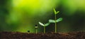 Seedling growth Planting trees Watering a tree Natural light Royalty Free Stock Photo