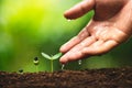 Seedling growth Planting trees Watering a tree Natural light Royalty Free Stock Photo